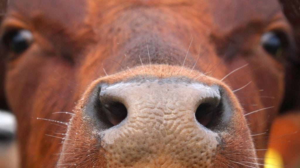 Viime vuonna sika- ja nautatiloilla oli yhteensä 43 salmonellatartuntaa.