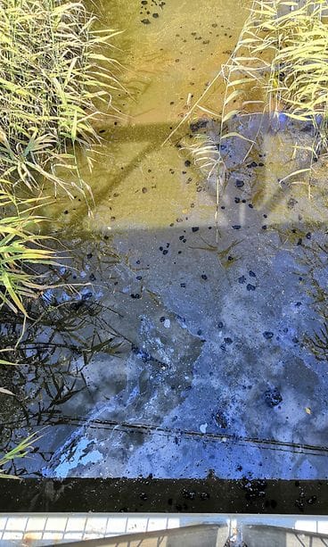 Suomenojan lintulampi5