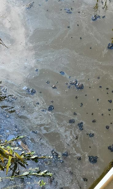 Suomenojan lintulampi6