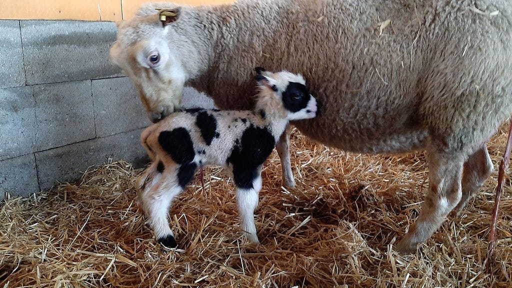 Abbath-karitsa, Kaitamäen tila