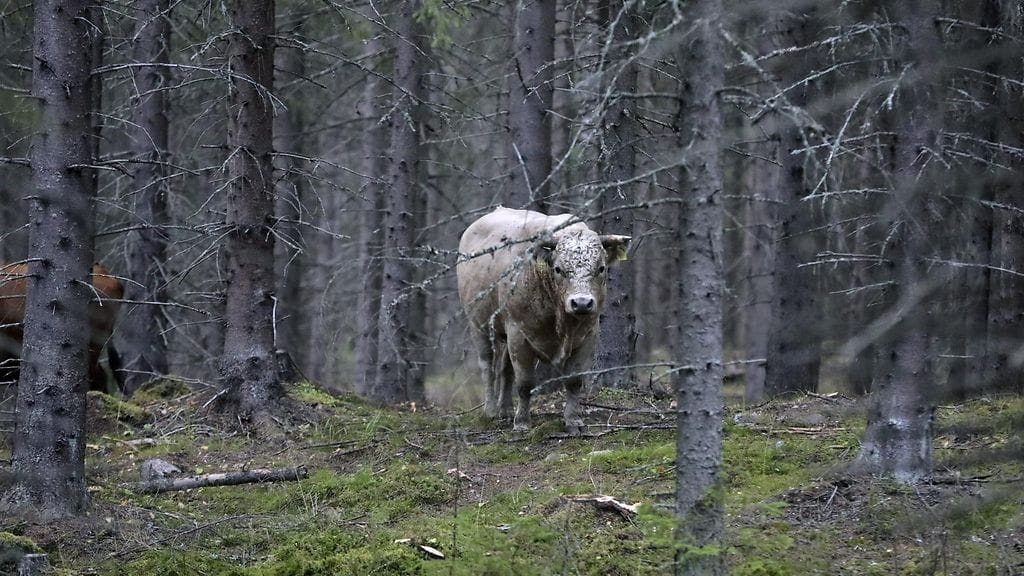 Arvaamattomasti käyttäytyneet naudat ovat olleet pakosalla jo pitkään. Eläimiä yritetään houkutella takaisin kotitilalle, jottei niitä tarvitsisi lopettaa.