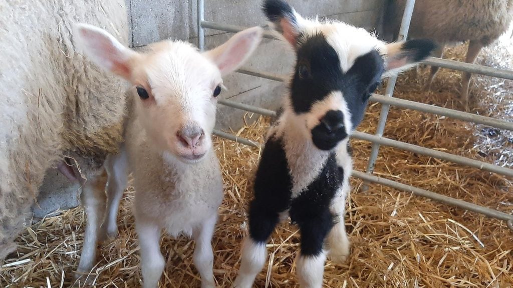Abbath veljensä kanssa