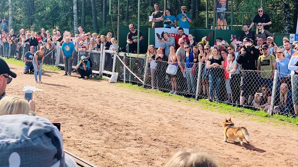 Corgien juoksukilpailussa juostu matka oli noin 80 metriä, joka sopi lyhytjalkaiselle seurakoiralle hyvin.