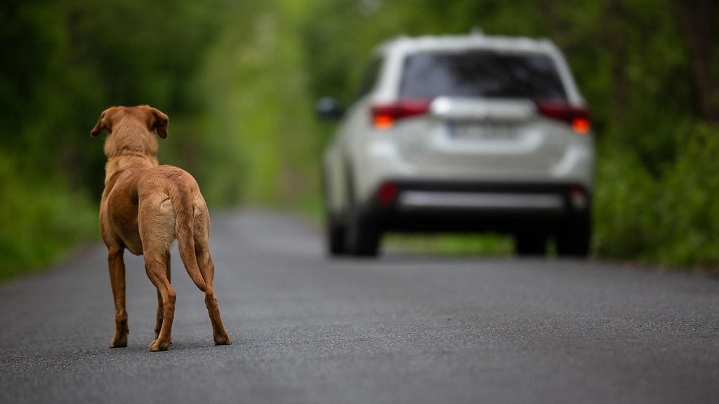 Koira löydettiin autotien viereltä. Kuvituskuva, kuvan koira tai auto eivät liity tapaukseen.