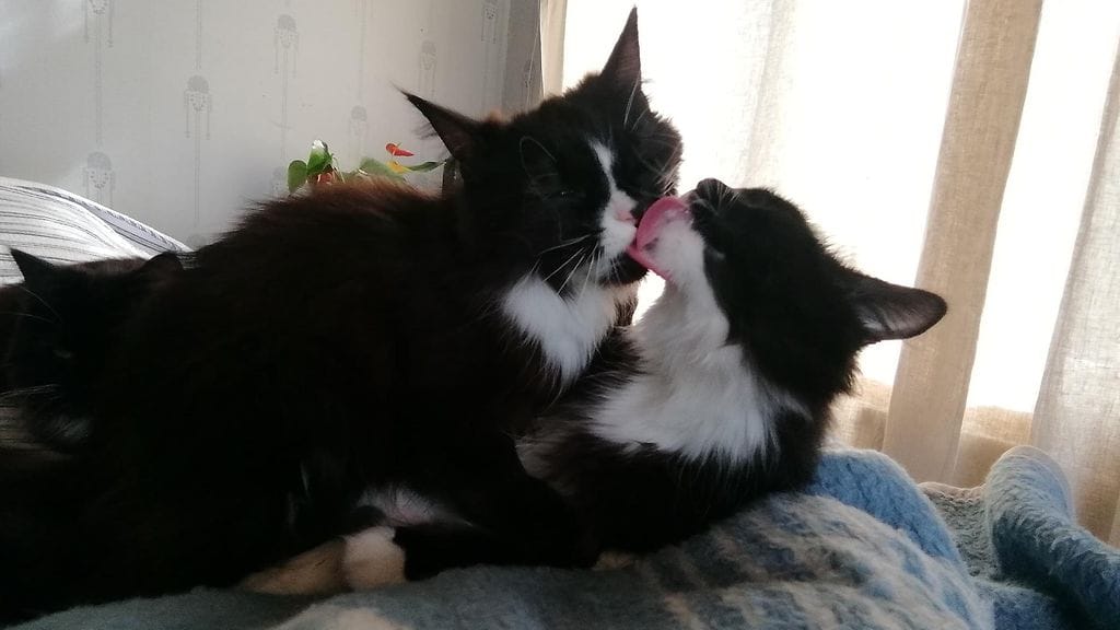 huumekissat parempi vointi