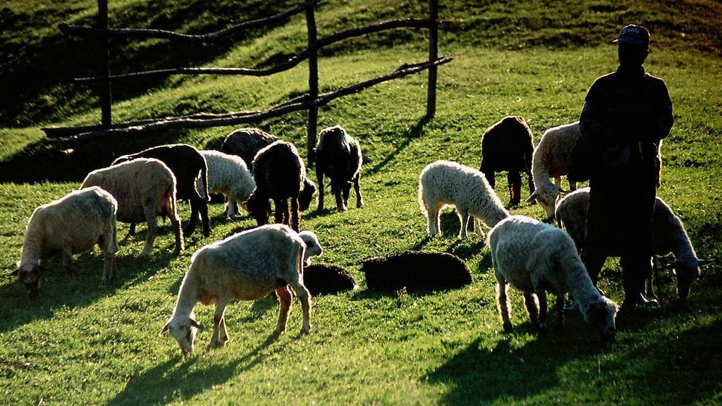 Lasten kaltoinkohtelu tapahtui maatilalla sekä lukuisissa kotitalouksissa Maramuresin kunnassa Romaniassa. Kuvan henkilö ei liity tapaukseen.