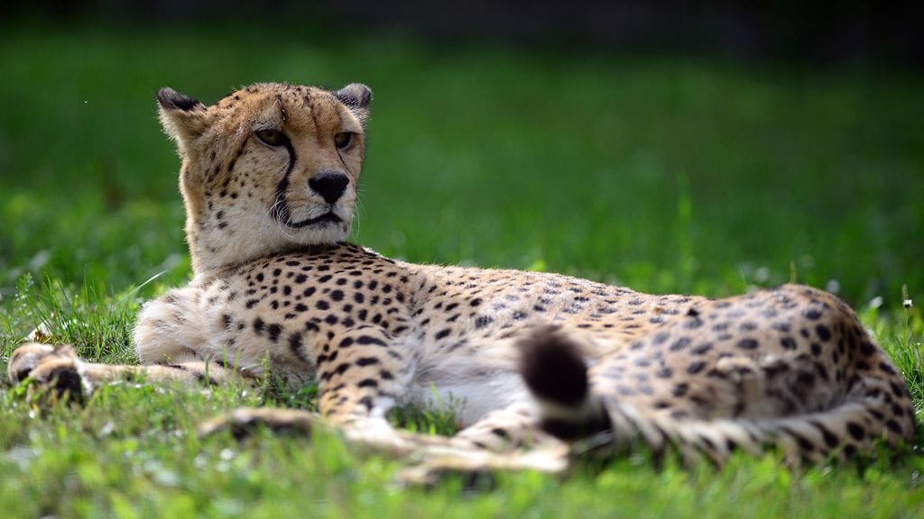 Gepardit ovat kovaa vauhtia kuolemassa sukupuuttoon – osittain salakuljettamisen vuoksi. Kuvituskuva.