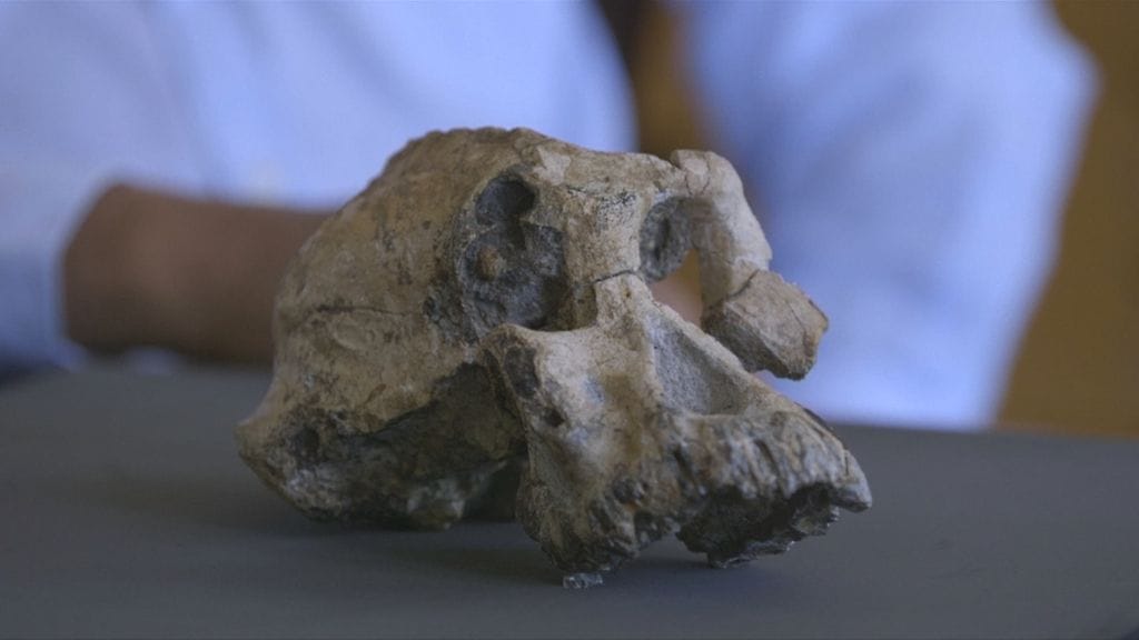 Erittäin merkittävä fossiililöytö, kokonainen Australopithecus anamensisin kallo yli 3,5 miljoonan vuoden takaa.