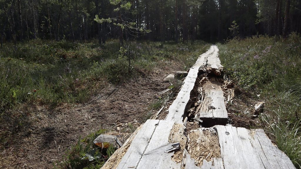 LK, kansallispuisto, luonnonpuisto, pitkospuut, metsä, polku