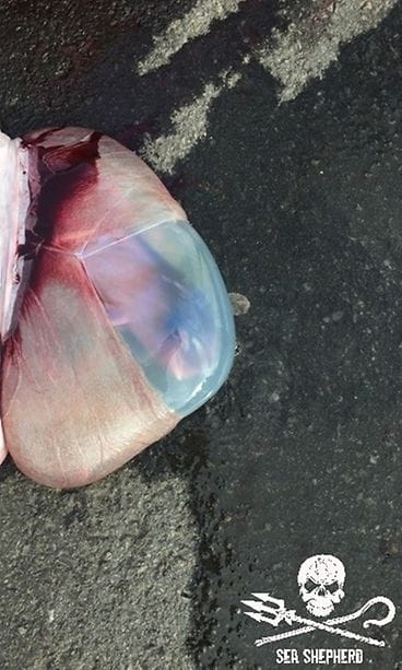 Valasjahti_SeaShpeherd2 (1)