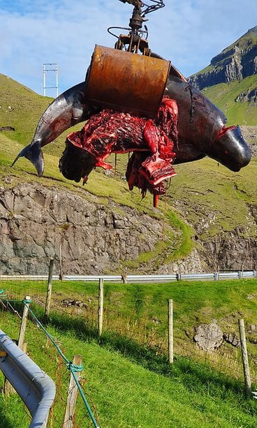 Valasjahti_SeaShpeherd3 (1)