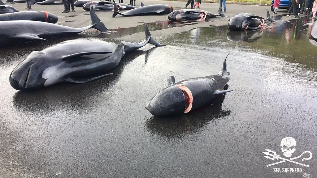 Valasjahti_SeaShpeherd4