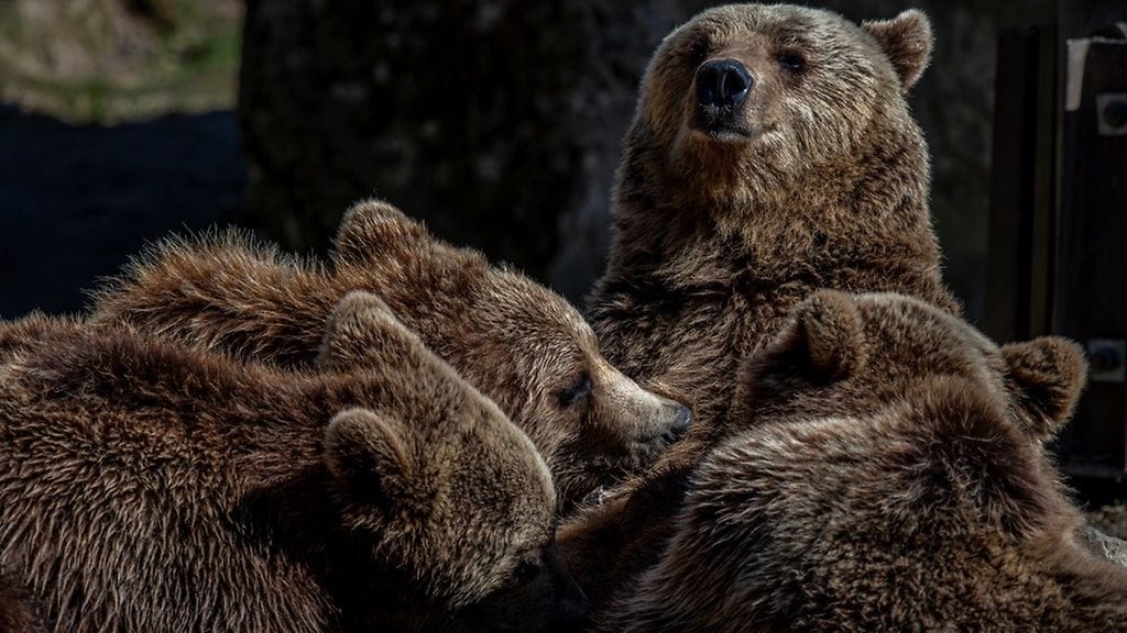 Ähtäri eläimet karhu