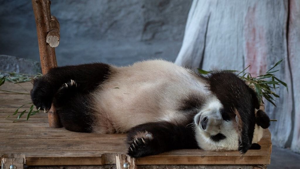 Ähtäri eläimet panda