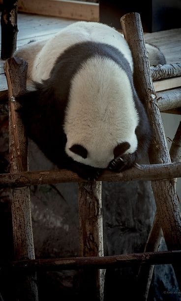 Ähtäri eläimet panda nukkuu