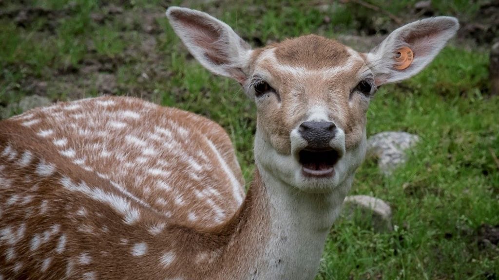 Ähtäri eläimet peura