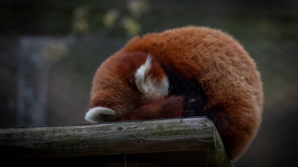 Ähtäri eläimet pikkupanda