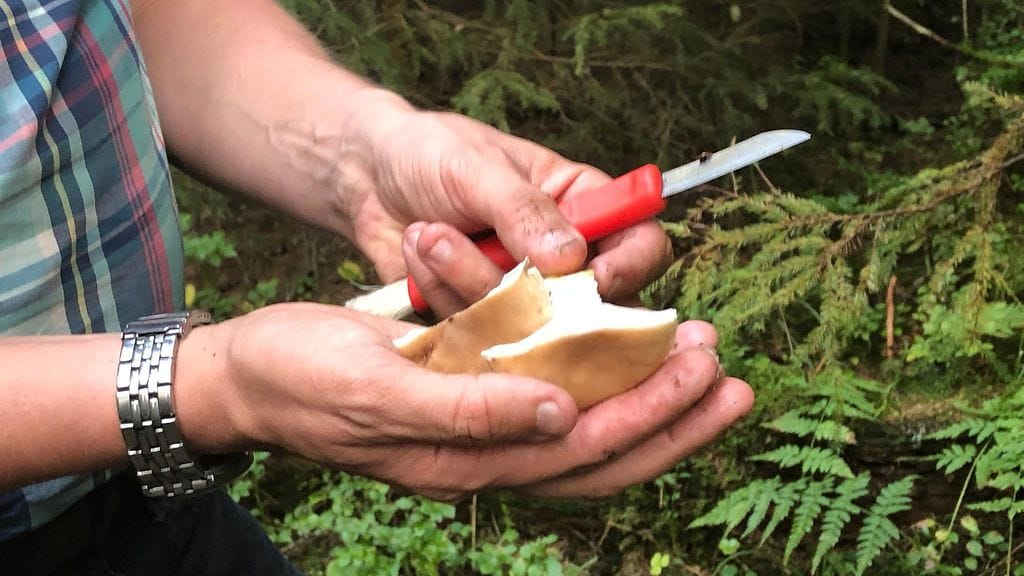 Limanuljaska, sienet, sieni