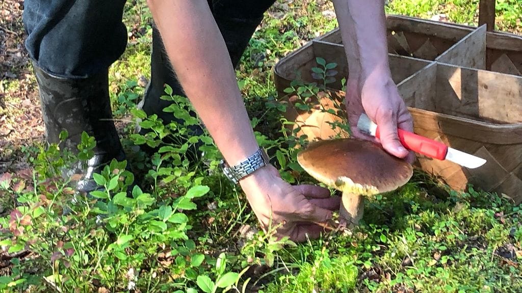 sienet, sieni, tatti