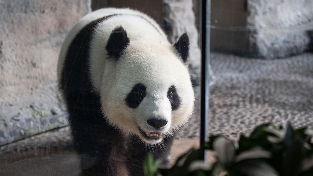 Meng Meng ja sen puoliso Jiao Qing saapuivat Kiinasta heinäkuussa 2017.