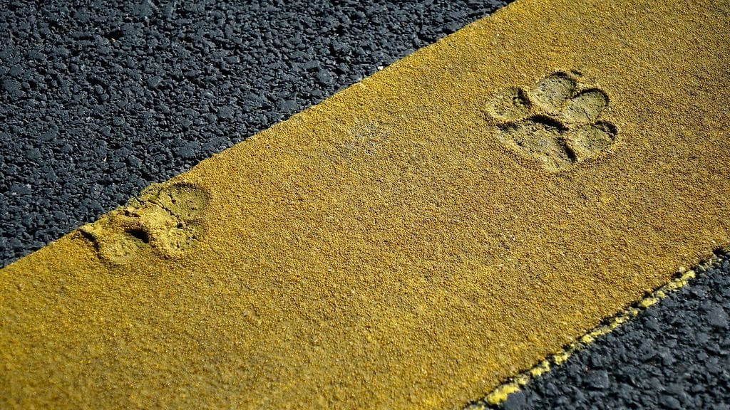 Norjan elintarvikeviranomainen on varoittanut tuntemattomasta taudista, joka on tappanut yli 20 koiraa Norjassa.