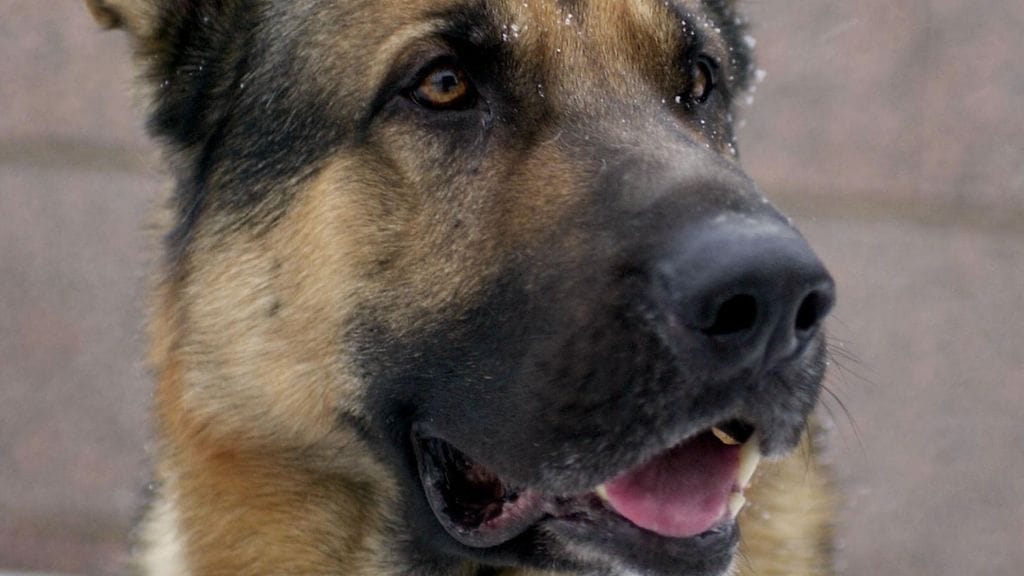 Kuvituskuva poliisikoirasta.