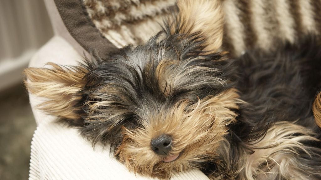 Koiratelevision ohjelmia on kehitetty piristämään tai rauhoittamaan koiria tarpeen mukaan.