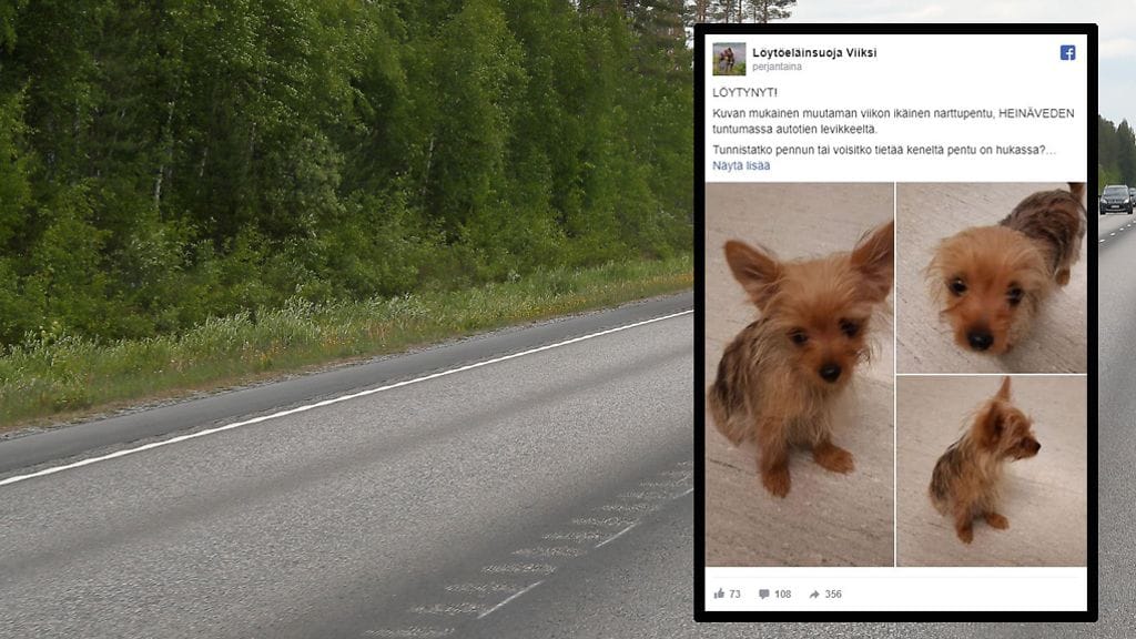 Hylätyt koiranpennut löytyivät perjantaina Heinäveden Karviossa tie 23:n varrelta.