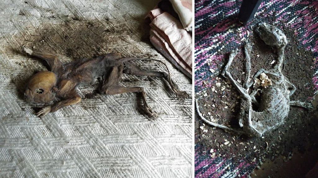 Talossa odotti kaksi hyvin säilynyttä eläimen jäännöstä.