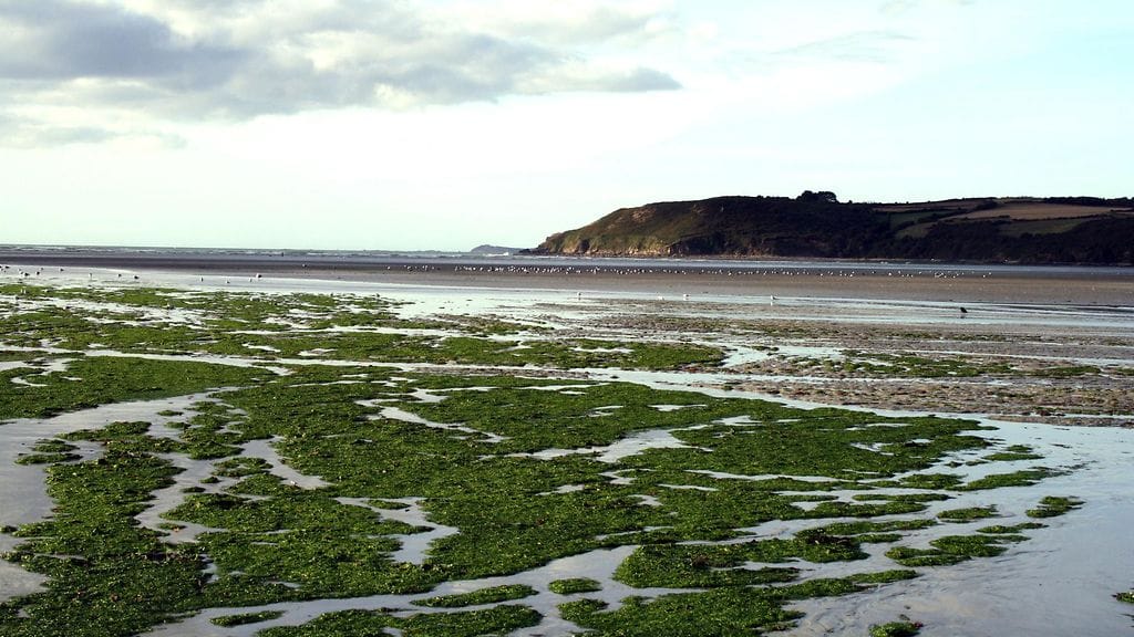"Tappajalima" on piinannut Bretagnen niemimaan rantoja useina vuosina. Saint-Michel-en-Grèven ranta vuonna 2009.