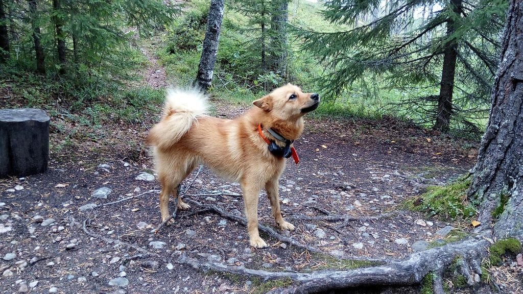 Jarkko Rissanen menetti nuoren koiransa suden hyökkäyksessä. Kuvassa Vippi-koira viime vuoden syksyllä. Kuva: Jarkko Rissanen.