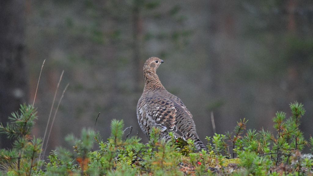 Lukijan kuva teeriemosta. Kuva: Pauli Kursu.