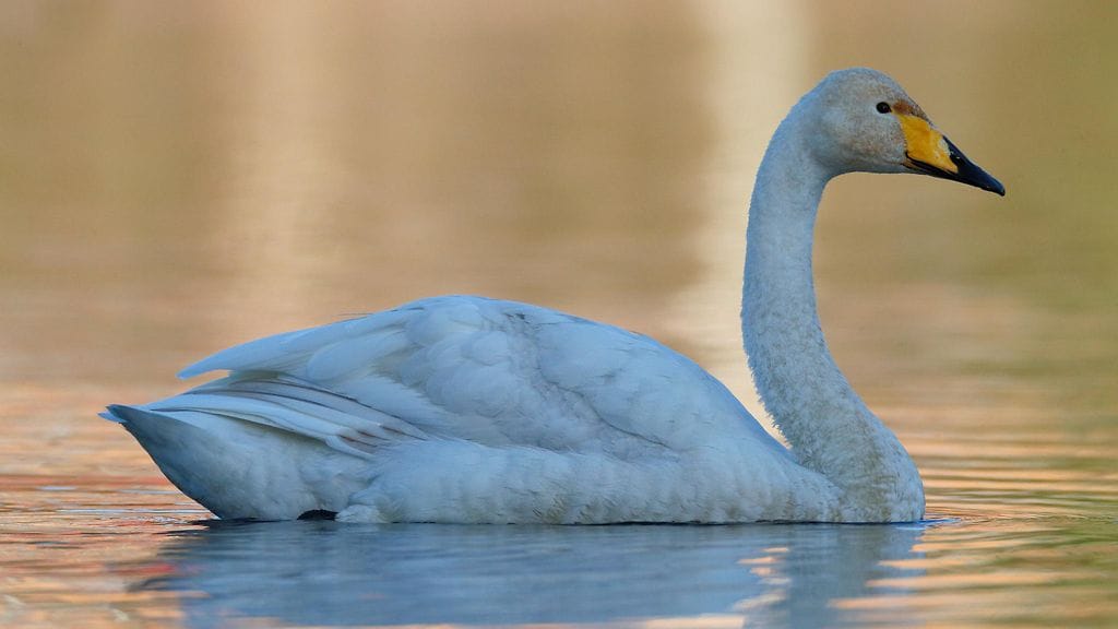 Kuvituskuva. Poliisi epäilee jonkun ampuneen joutsenen Inarissa.