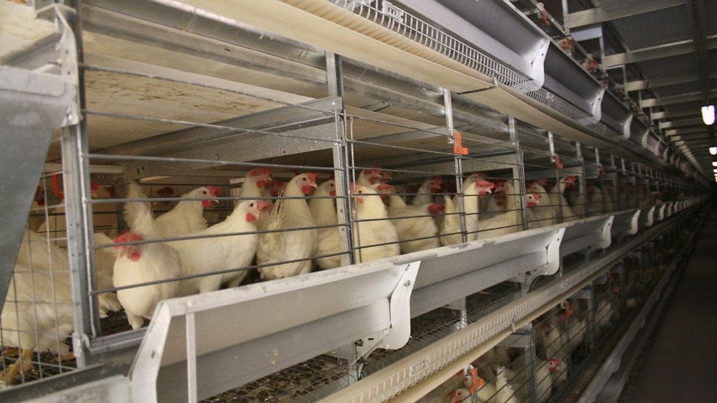 Eurooppalainen kansalaisaloite tuotantoeläinten häkkikasvatuksen kieltämiseksi on kerännyt yli 1,5 miljoonaa allekirjoitusta.