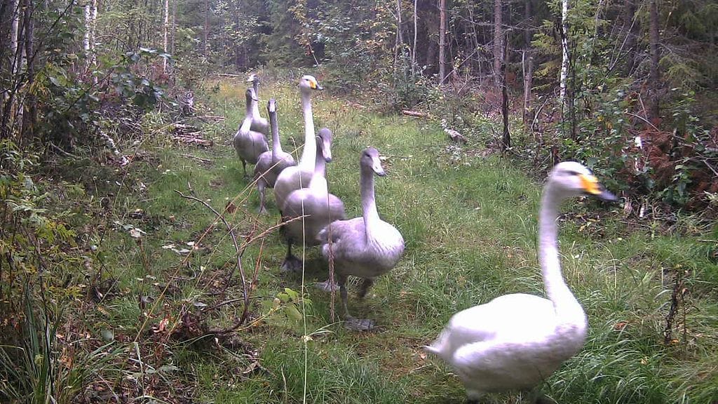 Kuva: Petäjänmäen-Laitilanniemen metsätysseura
