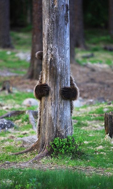 Valtteri Mulkahainen luontokuva