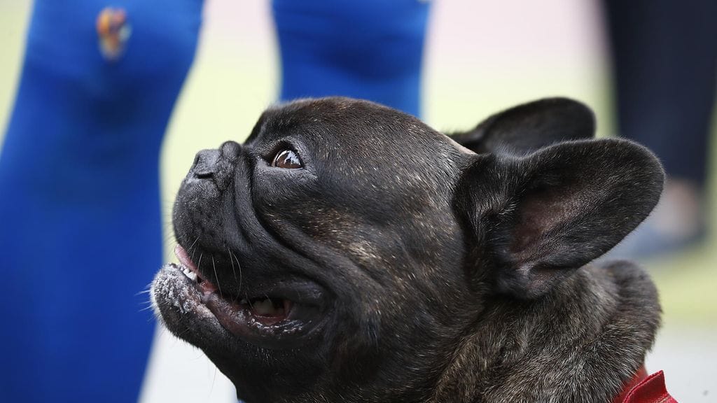 AOP ranskanbulldoggi