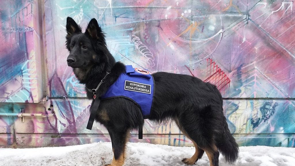 Kara on paitsi suloinen lemmikki, myös suuri apu ja turva perheelleen.