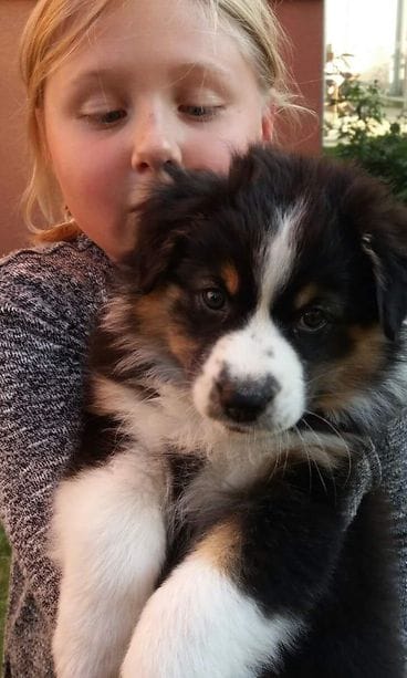 Peppi ja koira