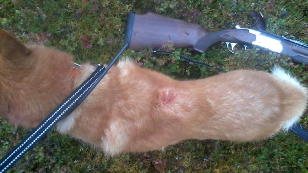 natu-koira suomenpystykorva