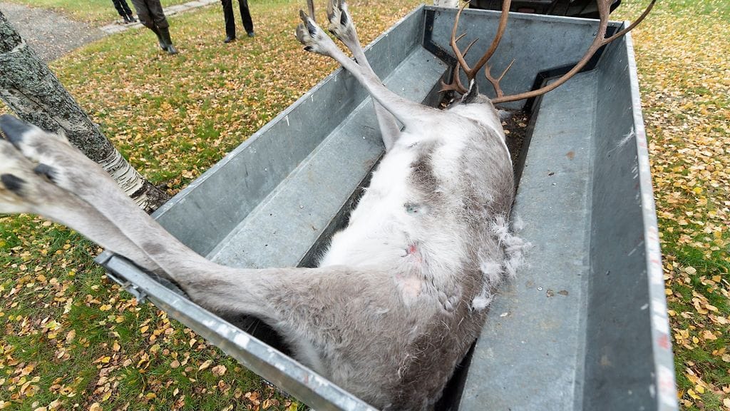 Äkäslompolon Kaulavaarasta ammuttuna löydetystä porosta löytyi 22-kaliiperinen luoti.