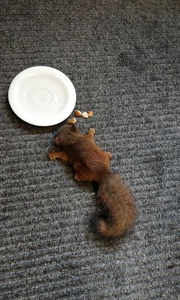 Oravanpoikanen Hyvinkäällä