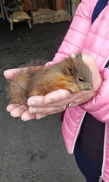 Hyvinkään orava