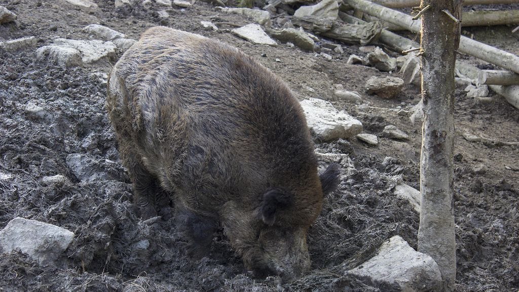 Villisikojen metsästys on yleistynyt Suomessa viime vuosina alueilla, joissa villisikoja liikkuu eniten. Kuvituskuva.