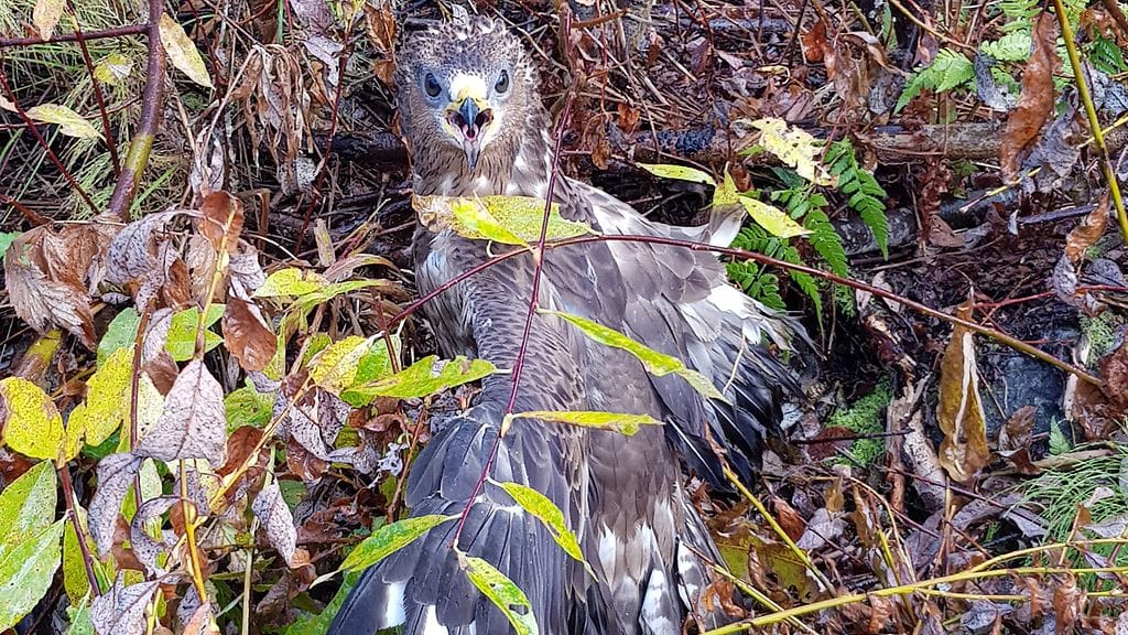 Harvinaisen mehiläishaukan siipi oli murtunut kahdesta kohtaa eikä siitä ollut enää selviämään luonnossa.