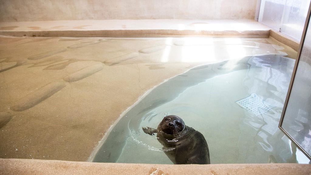 Saimaannorppa Korkeasaaren Villieläinsairaalassa. Kuva: Annika Sorjonen