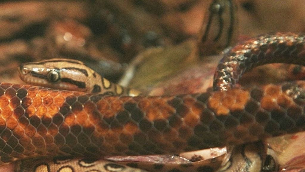 Kymmenen pientä Sateenkaariboaa tarjosivat Tropicarion vierailijoille unohtumattoman kokemuksen.