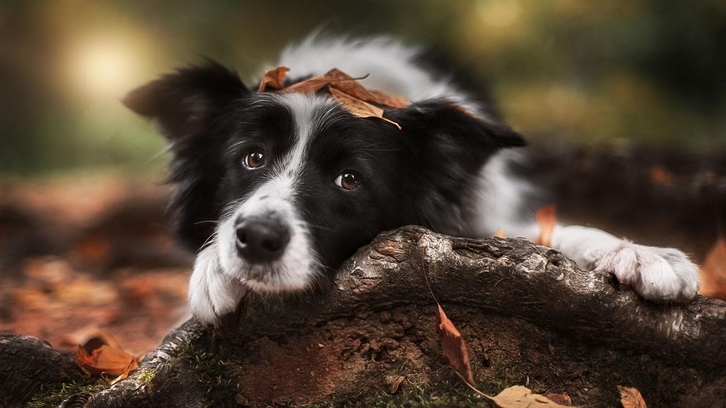 Carole irtisanoutui työstään, jotta pystyi etsimään kadonnutta lemmikkiään.