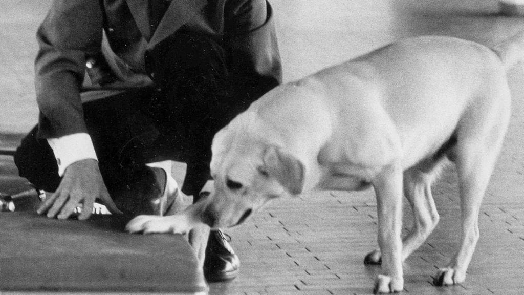 Suomen ensimmäiseksi huumekoiraksi tituleerattu Eri pääsilokakuussa vuonna 1969 ensi kertaa tositoimiin. Koira teki huumelöydön, joka herätti lehdistön huomion. Kuva: Tulli