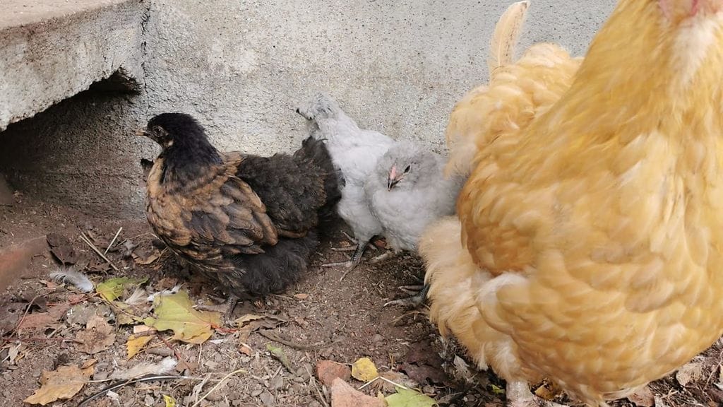 Martti-kukon poikaset 2